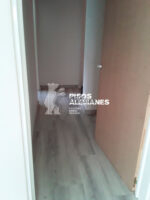 Barrow Eiche D-4781 Flotante Kronotex Dinamic 8 mm - Image 4