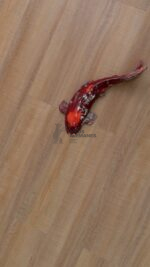 43115 - Piso Vinilico SPC Oferta - Image 2